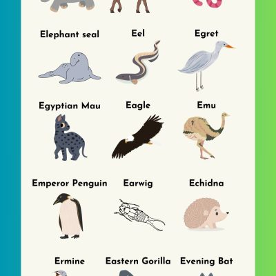 List of Animals that Start with E with Pictures
