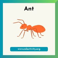 Ant