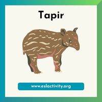 Tapir