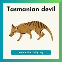 Tasmanian devil