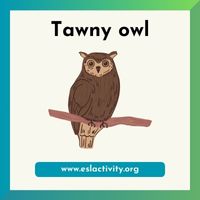 Tawny owl