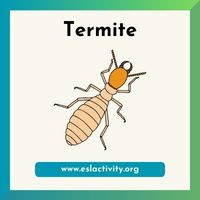 Termite