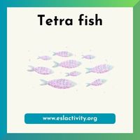 Tetra fish