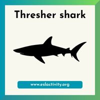 Thresher shark