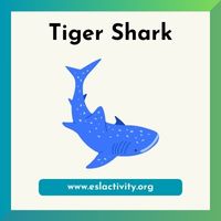 Tiger Shark