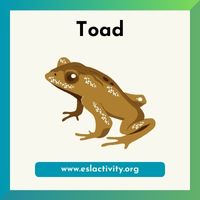 Toad