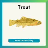 Trout