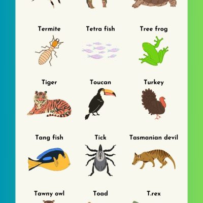 Animals that Start with T | Names, Pictures, Fun Facts