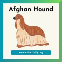 Afghan Hound