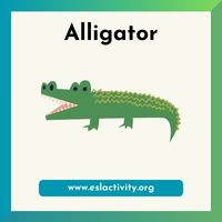 Alligator