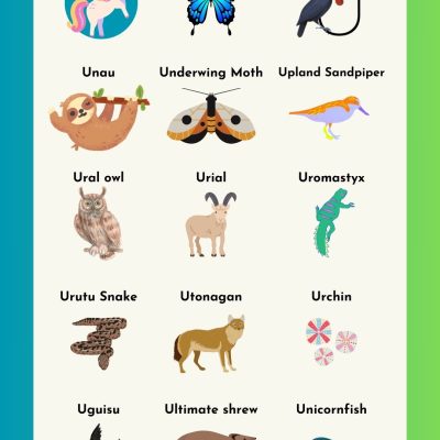 List of Animals that Start with U with Pictures and Fun Facts