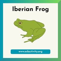 Iberian Frog