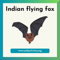 Indian flying fox
