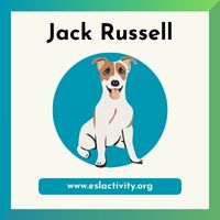 Jack Russell