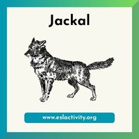 Jackal