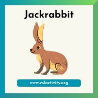 Jackrabbit