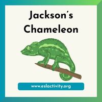 Jackson’s Chameleon