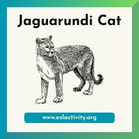 Jaguarundi Cat