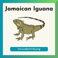 Jamaican Iguana