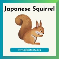 Japanese Squirrel