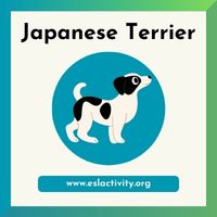 Japanese Terrier