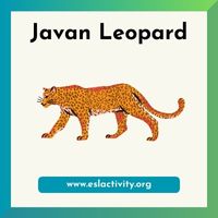 Javan Leopard