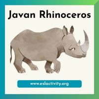 Javan Rhinoceros