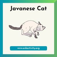 Javanese Cat