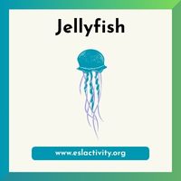 Jellyfish