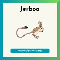 Jerboa