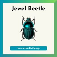 Jewel Beetle