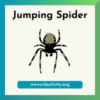 Jumping Spider