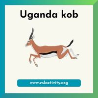 Uganda kob