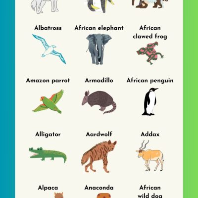 Animals that Start with A | Names, Pictures, Fun Facts