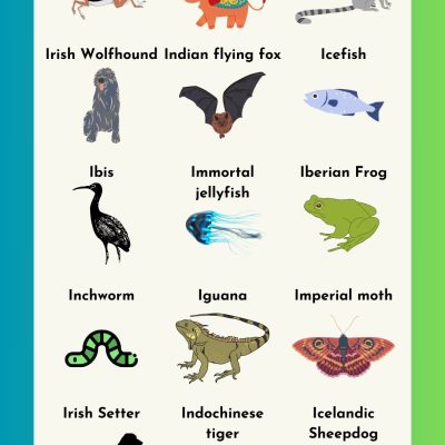 Animals that Start with I | Names, Pictures, Fun Facts